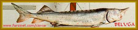 Beluga Caviar Fish, Caspian Sea, North Iran
