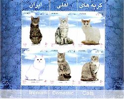 Iranian Domestic cats