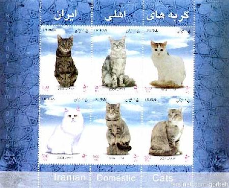 Iranian Domestic Cats, Persian Cats from Iran
